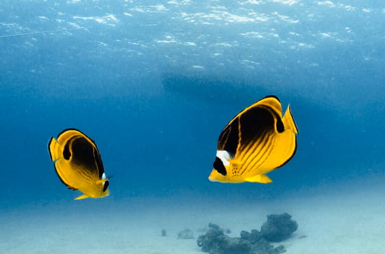 熱帯魚の写真