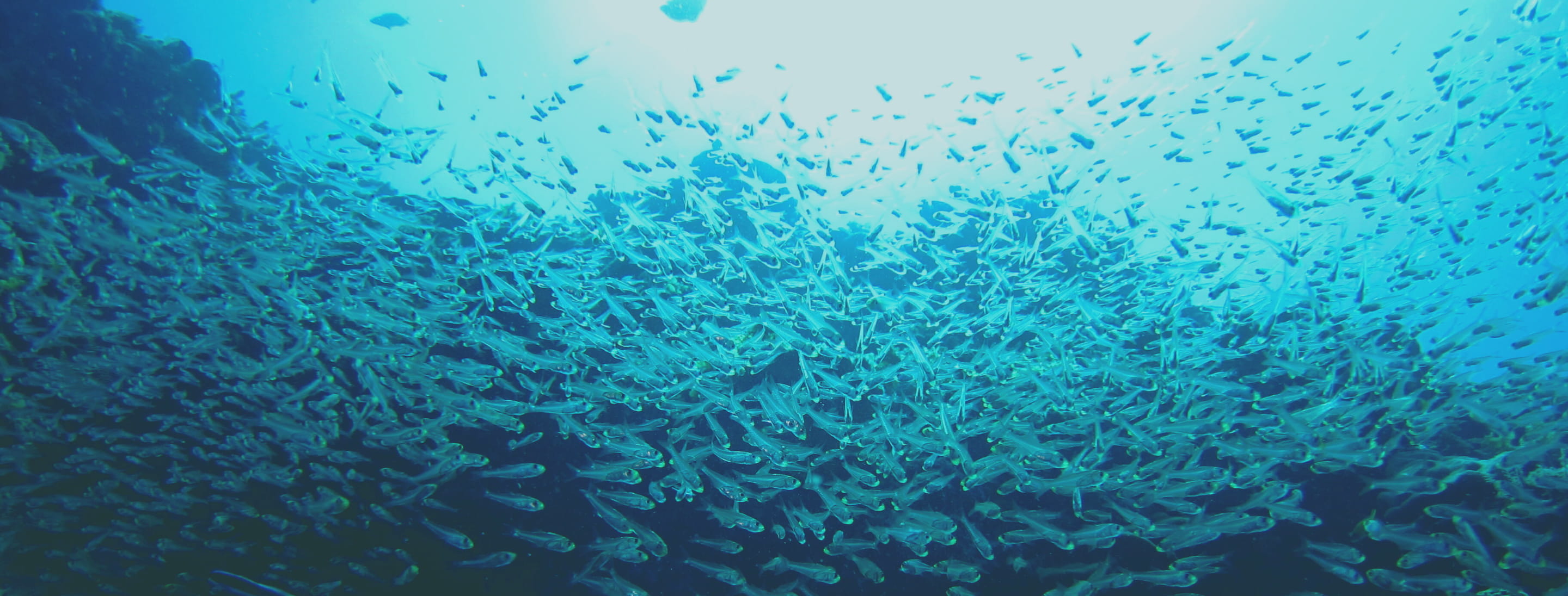 魚群の写真