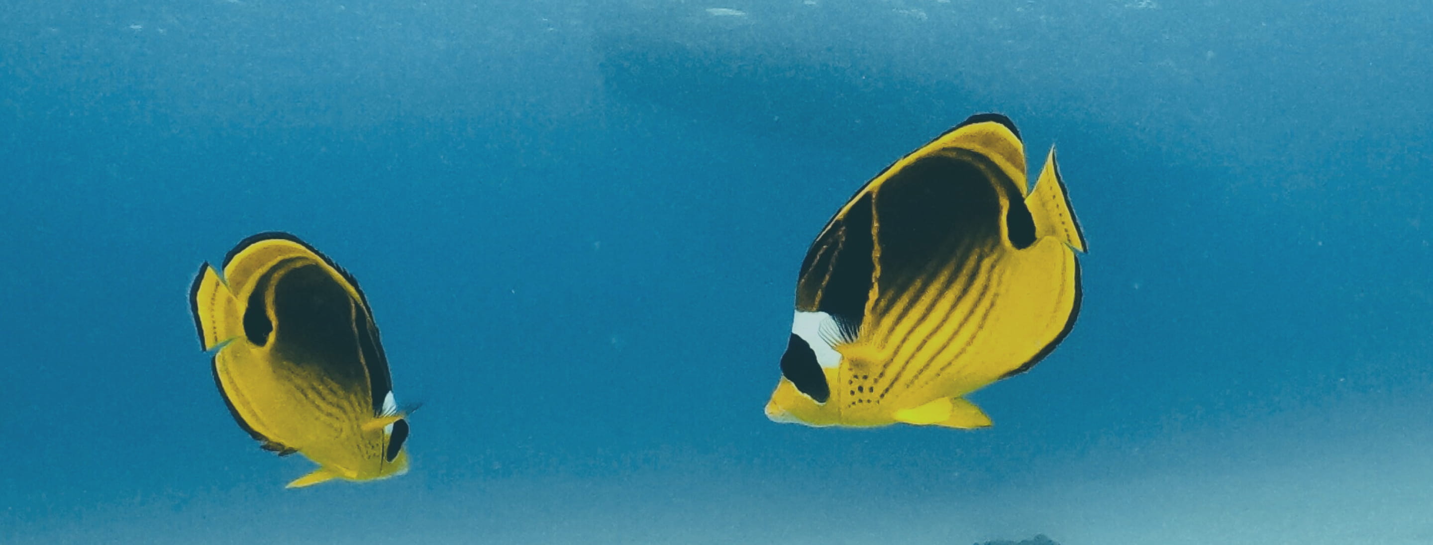 黄色い熱帯魚2匹の写真