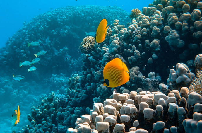 熱帯魚の写真