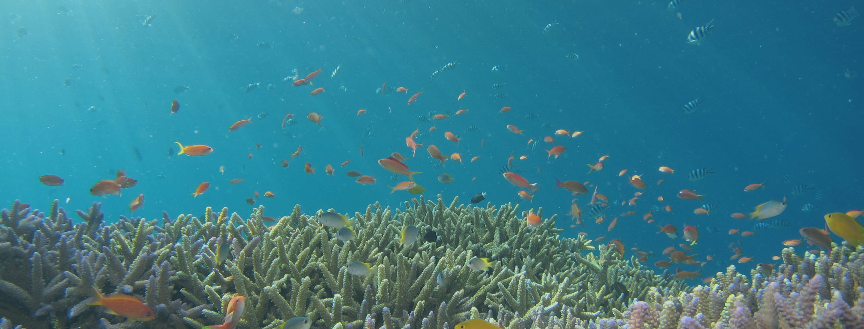 黄色い熱帯魚2匹の写真